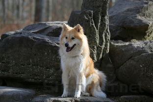 狗狗呕吐拉稀带血是什么情况?狗狗呕吐拉稀带血要怎么处理?