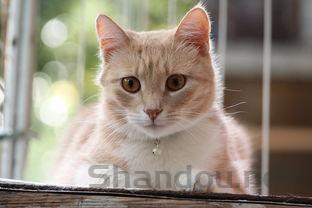 猫咪呕吐黏糊糊的猫粮是何原因?该怎么处理?