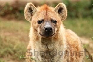 猫猫的嘴肿了是怎么回事?猫猫的嘴肿了要怎么改善?