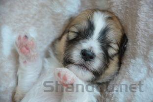 狗狗软便一直反复是什么原因?狗狗软便一直反复该怎么处理才对?