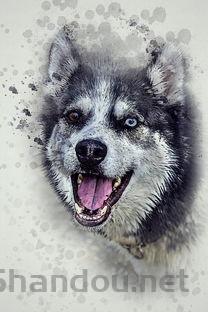 狗狗软便一直反复是什么原因?狗狗软便一直反复该怎么处理才对?