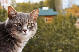 猫咪眼睛有层膜的问题出在哪?猫咪眼睛有层膜该怎么解决?