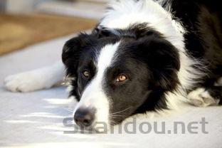 狗狗突然开始乱尿是什么原因?狗狗突然开始乱尿要怎么弄?