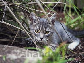 小猫不吃饭呕吐没精神是什么引起的?要怎么弄?