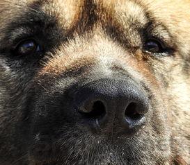 世界上哪个熊最凶残,世界什么熊最大最凶