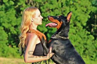 狗狗经常打转舔屁股是什么状况?该咋整?