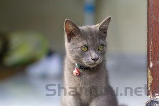 猫咪右后腿肿大伴有皮肤泛红有什么办法恢复?