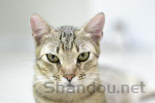 猫咪右后腿肿大伴有皮肤泛红有什么办法恢复?