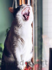 猫咪牙齿上有块黑点是怎么回事?猫咪牙齿上有块黑点要怎么调理?