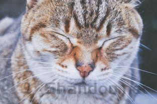 猫咪身上秃毛溃烂是什么引起的?猫咪身上秃毛溃烂要怎么改善?