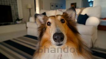 猫咪体外驱虫后秃了一块是什么原因导致的?要怎么改善?