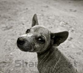 狗狗拉肚子是什么原因?该如何解决?