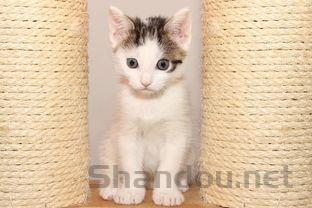 猫咪肛门处有小肉球是何原因?要怎么改善?