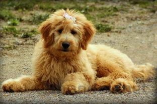 猫咪肛门处有小肉球是何原因?要怎么改善?