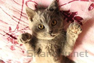 猫咪肛门处有小肉球是何原因?要怎么改善?