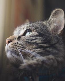 猫咪嘴唇肿了是怎么回事?猫咪嘴唇肿了该用什么办法?