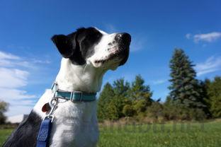 狗狗尿发暗有少量血的缘由何在?狗狗尿发暗有少量血该咋办?