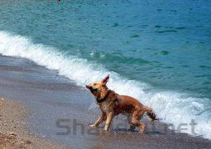 狗狗吐水没精神是什么缘故?该怎么处理才对?