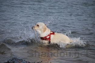 狗狗吐水没精神是什么缘故?该怎么处理才对?