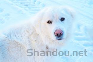 狗狗肛门肿大流褐色分泌物是咋回事?该怎么处理才对?