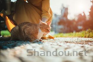 猫咪眼屎多带点褐色是啥情况?猫咪眼屎多带点褐色该怎么解决?