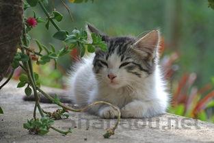 小猫呕吐物白色透明液体,为何会这样?要怎么调理?