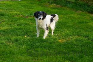 猫咪呼吸频率稍快是什么原因导致的?猫咪呼吸频率稍快该如何是好?