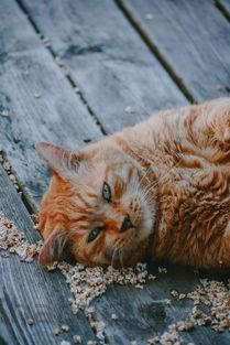 猫咪呕吐出来虫后面吐白沫和黄水该咋整?