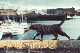 猫咪呕吐出来虫后面吐白沫和黄水该咋整?