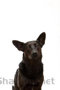 狗狗耳朵一直有少量脓是什么情况?狗狗耳朵一直有少量脓要怎么处理?