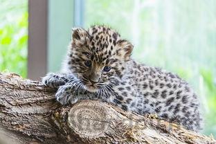 猫咪打喷嚏呼吸声音大是啥缘故?怎么办?