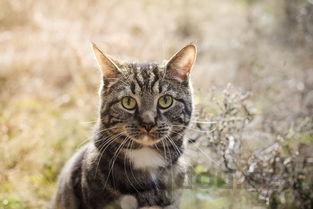 猫咪经常挠脑门耳朵是怎么回事?猫咪经常挠脑门耳朵要怎么改善?