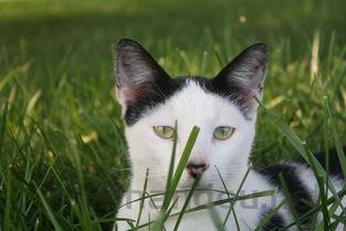 猫咪经常挠脑门耳朵是怎么回事?猫咪经常挠脑门耳朵要怎么改善?