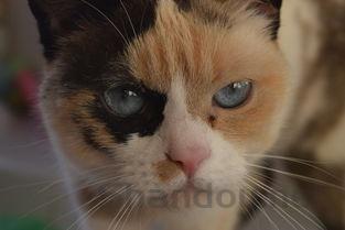 猫咪口臭嘴巴周围肉是黄色的要怎么弄?