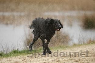 狗狗吐了以后后腿站不稳走路摇晃是什么原因?该咋办?