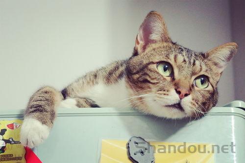 猫咪右眼皮脱毛是何原因?猫咪右眼皮脱毛怎么办?