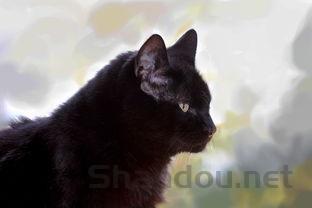 猫咪不吃饭只喝水干呕?是什么原因?要如何应对?