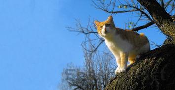 猫咪口水分泌特别多擦不干净要怎么改善?