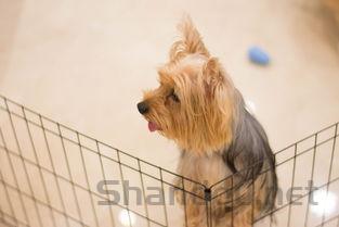 小狗在笼子里像是咳嗽的声音是啥情况?要吃药吗?