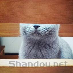 猫咪一碰就叫咳嗽不动是到底怎么了?怎么弄会好?