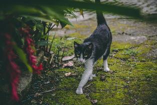 猫咪四肢走路不稳口流粘液是啥情况?要怎么弄?