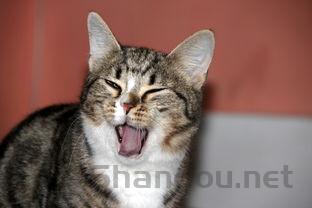 猫咪近期突然偶尔偶尔打嗝一样,啊该如何是好?