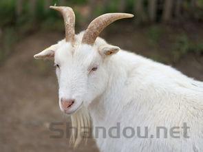 母猫肛门附近有条白色很细的长条要如何应对?