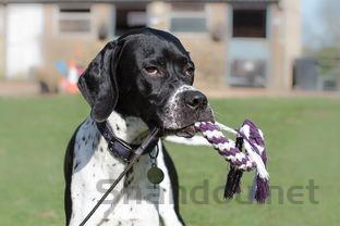 狗宝宝脐带处有一个包包颜色有点青是什么原因?