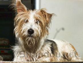 狗宝宝脐带处有一个包包颜色有点青是什么原因?