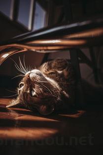 猫咪下牙好像有点脓肿,为何会这样?要怎么弄?