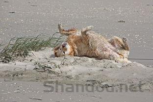 猫咪咳嗽打喷嚏是什么原因导致的?猫咪咳嗽打喷嚏该用什么办法?