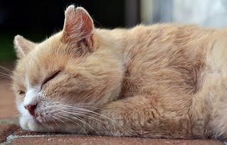 猫咪打喷嚏是什么原因?猫咪打喷嚏要怎么改善?