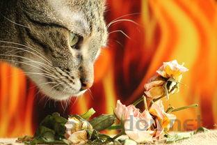 猫咪吐黄水窜稀的问题出在哪?猫咪吐黄水窜稀要怎么改善?