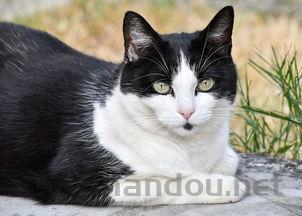 猫咪一直吐白色液体是什么原因导致的?怎么办?